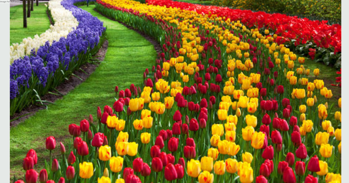 J-K: Srinagar’s Tulip Garden enters World Book of Records as Asia’s largest